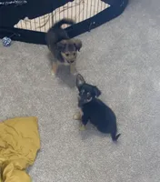 Mars, a male Pomchi for sale in Altamonte Springs, FL – 2 of 5