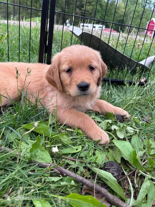 Lexi – Golden Retriever puppy for sale in Selinsgrove, PA