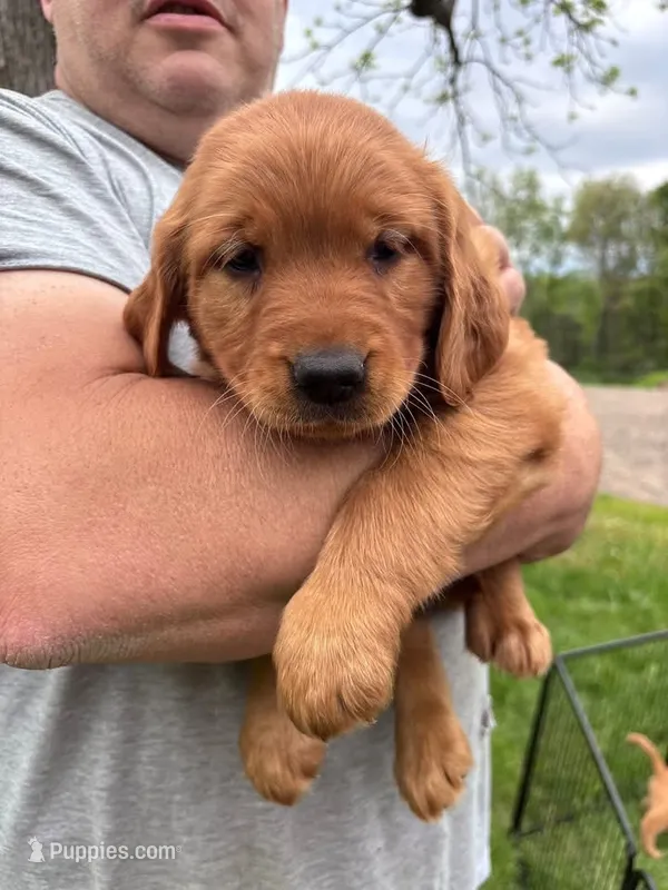 Missy – Golden Retriever puppy for sale in Selinsgrove, PA