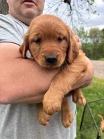 Missy, a female Golden Retriever for sale in Selinsgrove, PA – 1 of 2
