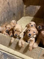 Missy, a female Golden Retriever for sale in Selinsgrove, PA – 2 of 2