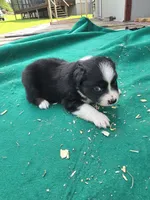 Black female, a female Australian Shepherd for sale in Wayside, WV – 2 of 4