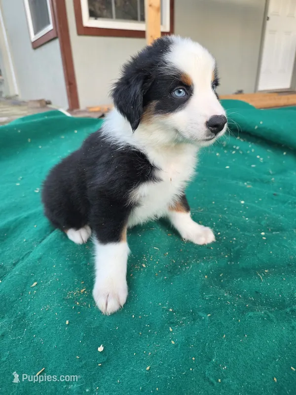 Black male 3 – Australian Shepherd puppy for sale in Wayside, WV