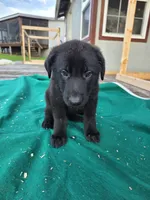 Black male 2, a male German Shepherd Dog for sale in Wayside, WV – 3 of 3