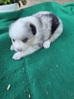 Blue female 1, a female Australian Shepherd for sale in Wayside, WV – 3 of 4