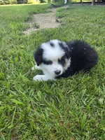 Black tri 1, a male Australian Shepherd for sale in Wayside, WV – 3 of 5