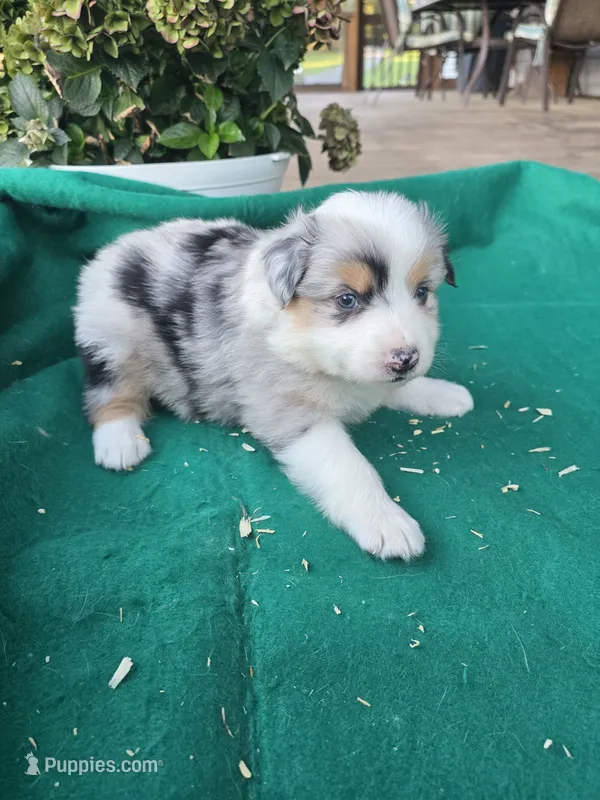 Blue female 2 – Australian Shepherd puppy for sale in Wayside, WV
