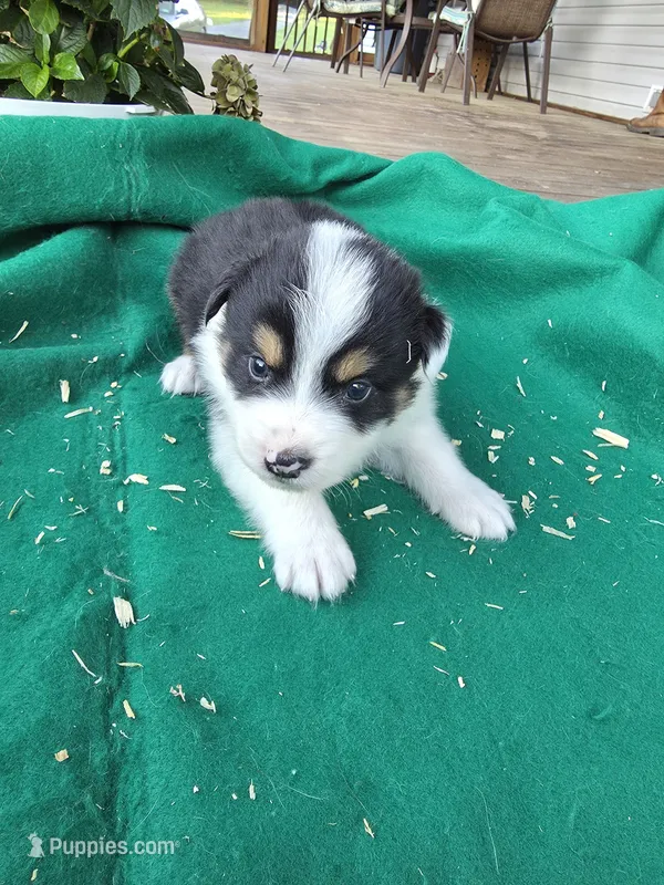 Black male 3 – Australian Shepherd puppy for sale in Wayside, WV