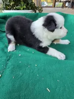 Black female, a female Australian Shepherd for sale in Wayside, WV – 2 of 4