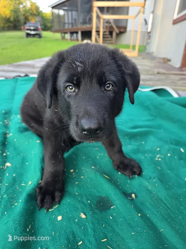 Black male 1 – German Shepherd Dog puppy for sale in Wayside, WV