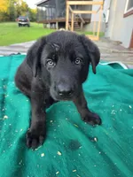 Black male 1, a male German Shepherd Dog for sale in Wayside, WV – 1 of 3