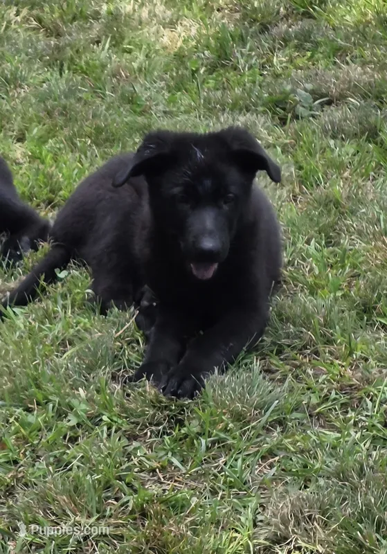 Black male 2 – German Shepherd Dog puppy for sale in Wayside, WV