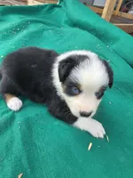 Black male 3, a male Australian Shepherd for sale in Wayside, WV – 2 of 4