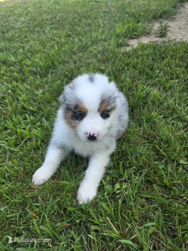 Blue male 1 – Australian Shepherd puppy for sale in Wayside, WV
