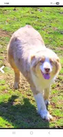 Cammie, a female Australian Shepherd for sale in Wayside, WV – 2 of 2