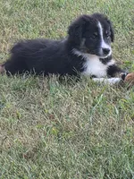 Black male 4, a male Australian Shepherd for sale in Wayside, WV – 3 of 4