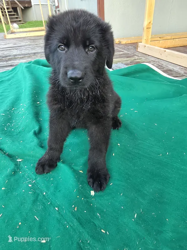 Black male 3 – German Shepherd Dog puppy for sale in Wayside, WV