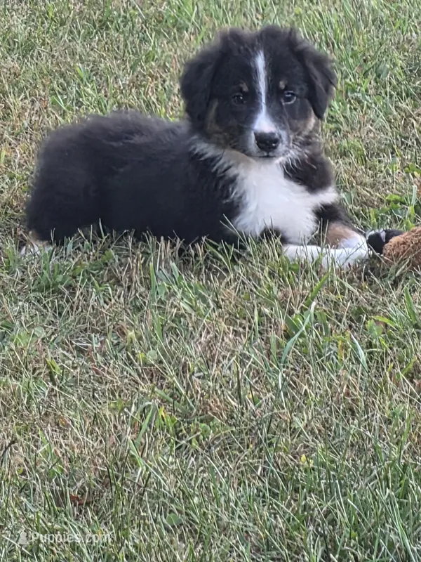 Black male 4 – Australian Shepherd puppy for sale in Wayside, WV