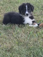Black male 4, a male Australian Shepherd for sale in Wayside, WV – 1 of 4