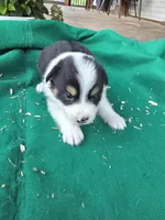 Black male 3, a male Australian Shepherd for sale in Wayside, WV – 2 of 4