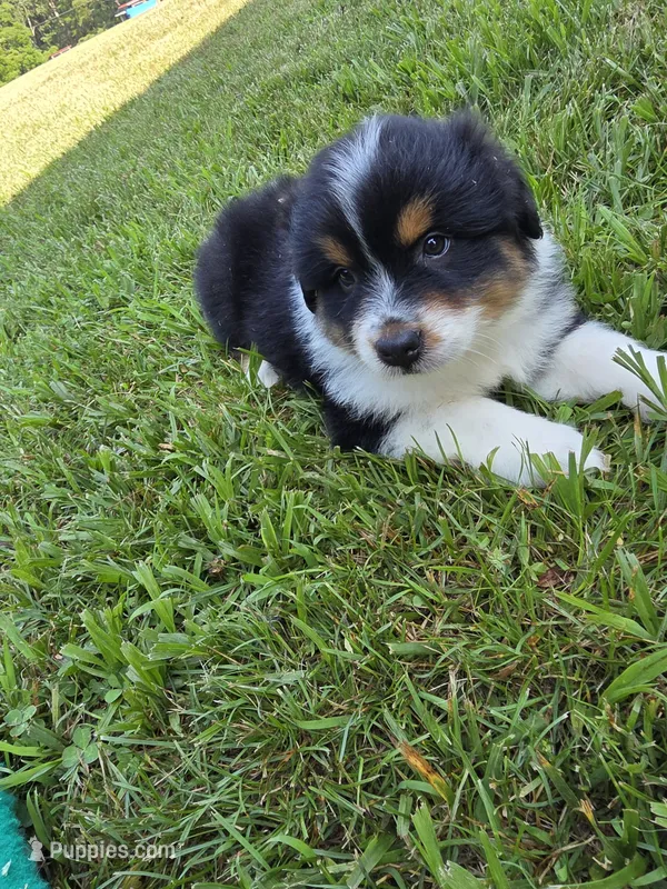 Black male 2 – Australian Shepherd puppy for sale in Wayside, WV