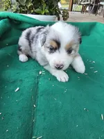 Blue female 2, a female Australian Shepherd for sale in Wayside, WV – 2 of 4