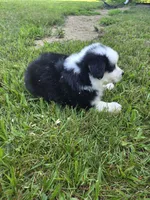 Black tri 1, a male Australian Shepherd for sale in Wayside, WV – 2 of 5