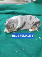 Merle female 1, a female Australian Shepherd for sale in Wayside, WV – Photo 6 of 6