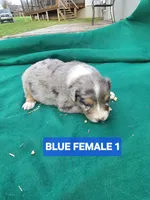 Merle female 1, a female Australian Shepherd for sale in Wayside, WV – Photo 4 of 6