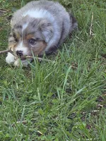 Merle female 1, a female Australian Shepherd for sale in Wayside, WV – Photo 2 of 6