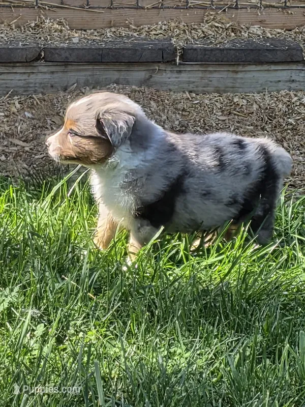 Merle female 1 – Australian Shepherd puppy for sale in Wayside, WV