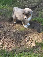 Merle female 1, a female Australian Shepherd for sale in Wayside, WV – Photo 3 of 6