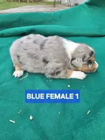 Merle female 1, a female Australian Shepherd for sale in Wayside, WV – Photo 5 of 6