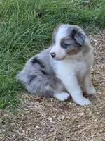 Merle male 1, a male Australian Shepherd for sale in Wayside, WV – Photo 2 of 6