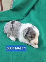 Merle male 1, a male Australian Shepherd for sale in Wayside, WV – Photo 4 of 6