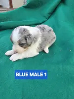 Merle male 1, a male Australian Shepherd for sale in Wayside, WV – Photo 5 of 6
