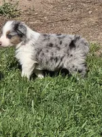 Merle male 1, a male Australian Shepherd for sale in Wayside, WV – Photo 3 of 6