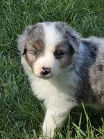 Merle male 1, a male Australian Shepherd for sale in Wayside, WV – Photo 1 of 6