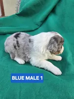 Merle male 1, a male Australian Shepherd for sale in Wayside, WV – Photo 6 of 6