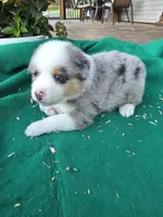 Blue male 2, a male Australian Shepherd for sale in Wayside, WV – 4 of 4