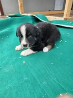 Black male 4, a male Australian Shepherd for sale in Wayside, WV – 3 of 3