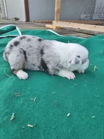 Blue female 2, a female Australian Shepherd for sale in Wayside, WV – 2 of 3