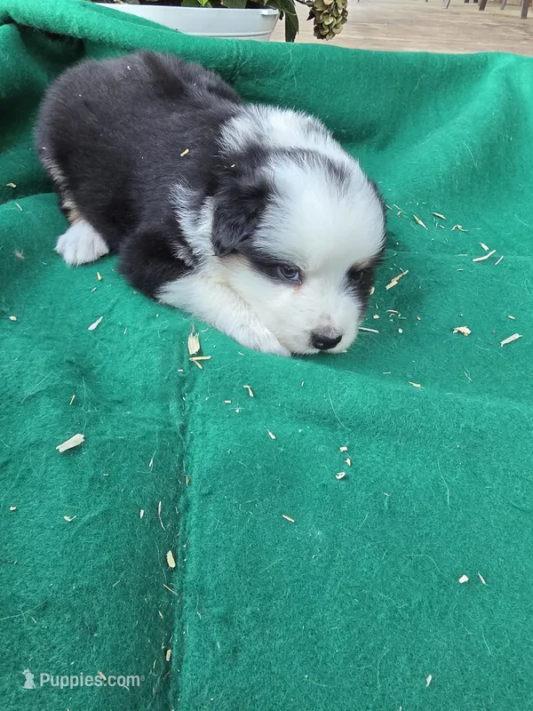 Black tri 1 – Australian Shepherd puppy for sale in Wayside, WV
