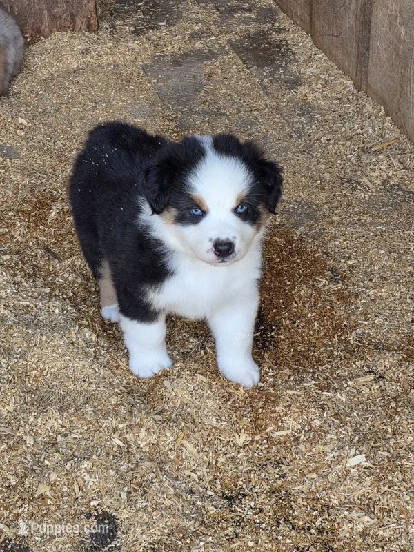 Black male 1 – Australian Shepherd puppy for sale in Wayside, WV