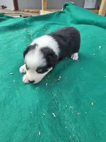 Black male 3, a male Australian Shepherd for sale in Wayside, WV – 4 of 4