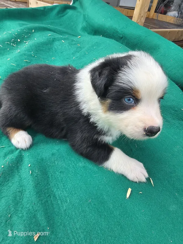Black male 3 – Australian Shepherd puppy for sale in Wayside, WV