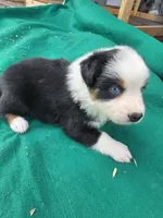 Black male 3, a male Australian Shepherd for sale in Wayside, WV – 1 of 4