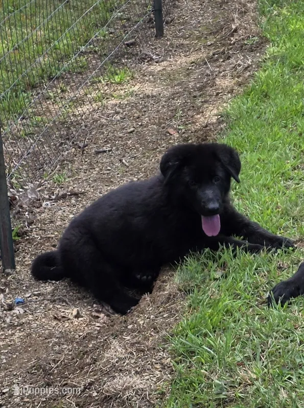 Black male 3 – German Shepherd Dog puppy for sale in Wayside, WV
