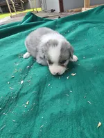 Blue male 2, a male Australian Shepherd for sale in Wayside, WV – 3 of 3