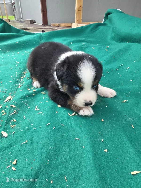 Black male 1 – Australian Shepherd puppy for sale in Wayside, WV